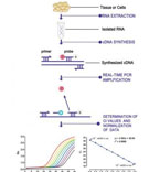 lesson 5：qPCR Running  (4课时）