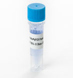 Anti-rat IgG(H+L）HRP  100ul